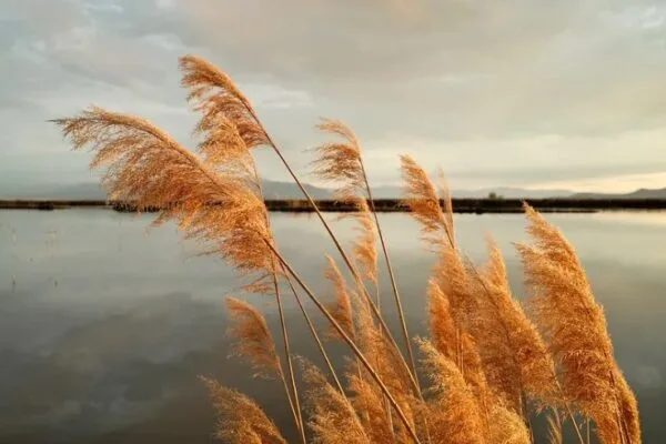 Kodachrome 64