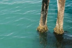 Pacific Blues