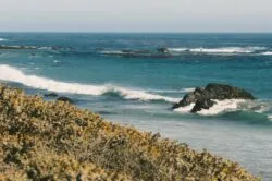 Pacific Blues